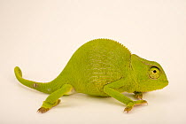 Graceful chameleon (Chamaeleo gracilis) male, portrait, Western Kentucky University. Captive, occurs in Africa.