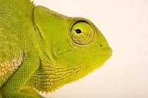 Graceful chameleon (Chamaeleo gracilis) male, head portrait, Western Kentucky University. Captive, occurs in Africa.