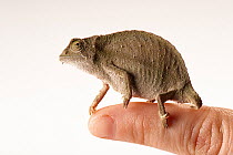 Bearded pygmy chameleon (Rieppeleon brevicaudatus) resting on a finger, Sedgwick County Zoo. Captive, occurs in East Africa.
