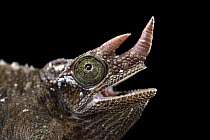 Jackson's chameleon (Trioceros jacksonii jacksonii) female with mouth open, head portrait, private collection, USA. Captive, occurs in East Africa.