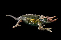 Jackson's chameleon (Trioceros jacksonii jacksonii) male, portrait, private collection, USA. Captive, occurs in East Africa.