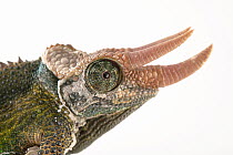 Jackson's chameleon (Trioceros jacksonii jacksonii) male, head portrait, private collection, USA. Captive, occurs in East Africa.