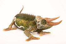 Jackson's chameleon (Trioceros jacksonii jacksonii) male, portrait, private collection, USA. Captive, occurs in East Africa.