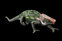 O'Shaughnessy's chameleon (Calumma oshaughnessyi) male walking, portrait, private collection, USA. Captive, occurs in Madagascar.