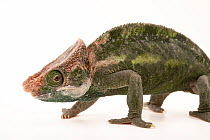 O'Shaughnessy's chameleon (Calumma oshaughnessyi) male, portrait, private collection, USA. Captive, occurs in Madagascar.