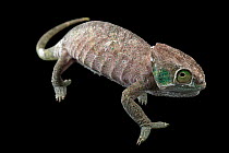 O'Shaughnessy's chameleon (Calumma oshaughnessyi) female walking, portrait, private collection, USA. Captive, occurs in Madagascar.