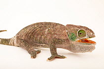 O'Shaughnessy's chameleon (Calumma oshaughnessyi) female with mouth open, portrait, private collection, USA. Captive, occurs in Madagascar.