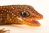 Eyed anole (Anolis oculatus winstonorum) with mouth open, head portrait, Wroclaw Zoo. Captive, occurs in Dominica.