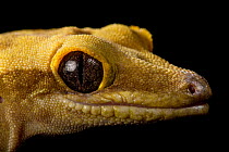 Sarasins' giant gecko (Correlophus sarasinorum) head portrait, Saint Louis Zoo. Captive, occurs in New Caledonia.