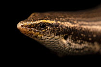 Canary cylindrical skink (Chalcides viridanus) head portrait, Wroclaw Zoo. Captive, occurs in Canary Islands.