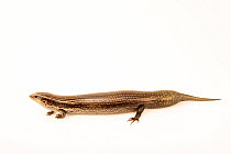 Canary cylindrical skink (Chalcides viridanus) portrait, Wroclaw Zoo. Captive, occurs in Canary Islands.