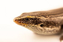 Canary cylindrical skink (Chalcides viridanus) head portrait, Wroclaw Zoo. Captive, occurs in Canary Islands.
