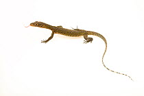 Bluetail monitor (Varanus doreanus) with tongue out portrait, private collection. Captive occurs in Indonesia and Australia.