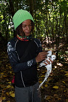 Local wildlife warden removing Grand devil's-claws (Pisonia grandis) seeds stuck in feathers of White tern (Gygis alba). This can lead to the birds death, but it is also a method of seed dispersa...