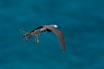 Lesser noddy (Anous tenuirostris) in flight with Grand devil's-claws (Pisonia grandis) seeds stuck to its feathers. This can lead to the birds death, but it is also a method of seed dispersal, Ar...