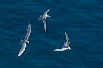 Three White terns (Gygis alba) in flight over the ocean, Aride Island, Seychelles, Indian Ocean.