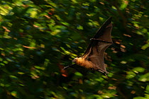 Seychelles flying fox (Pteropus seychellensis) in flight, Mahe, Seychelles.