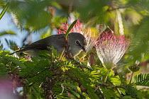 Seychelles grey white-eye (Zosterops modestus) perched in tree, Mahe, Seychelles.