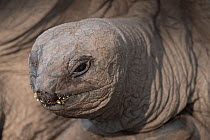 Aldabra giant tortoise (Aldabrachelys gigantea) feeding, head portrait, La Digue, Seychelles.