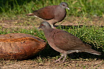 Two Madagascar turtle doves (Nesoenas picturata) foraging in grass, La Digue, Seychelles.