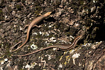 Two Seychelles skinks (Trachylepis sechellensis) resting on rock, La Digue, Seychelles.