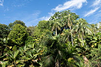 Sea coconut (Lodoicea maldivica) trees in sub-tropical forest, Praslin, Seychelles. Endangered.