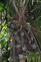 Sea coconut (Lodoicea maldivica) fruits hanging from tree, Praslin, Seychelles. Endangered.