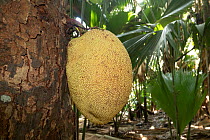 Wild jack (Artocarpus hirsutus) fruit, Praslin, Seychelles.