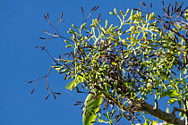 Grand devil's-claws (Pisonia grandis) ripe seeds on tree, Aride Island, Seychelles.