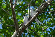 Two White terns (Gygis alba) perched on branch, Aride Island, Seychelles.
