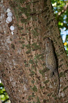 Bronze-eyed gecko (Ailuronyx seychellensis) resting on tree trunk guarding its egg, Aride Island, Seychelles.