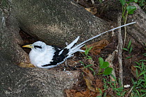 White-tailed tropic bird (Phaethon lepturus) sitting on nest at base of a tree, Aride Island, Seychelles.
