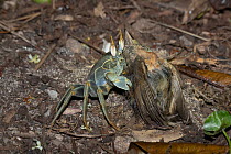 Horned ghost crab (Ocypode ceratophthalma) feeding on a dead Seychelles fody (Foudia sechellarum), Seychelles.
