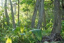 Forest vegetation, Aride Island Nature Reserve, Seychelles. April, 2022.
