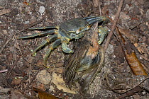 Horned ghost crab (Ocypode ceratophthalma) feeding on a dead Seychelles fody (Foudia sechellarum), Seychelles.