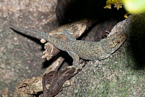 Bronze-eyed gecko (Ailuronyx seychellensis) resting on rocks, Aride Island, Seychelles.