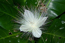 Fish poison tree (Barringtonia asiatica) flower, Aride Island, Seychelles.