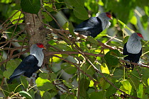 Three Seychelles blue pigeons (Alectroenas pulcherrima) perched in tree, Praslin, Seychelles.