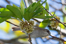 Mascarene grey white-eye (Zosterops borbonicus) perched in flowering tree, Reunion.
