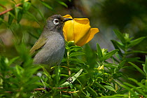 Olive white eye (Zosterops olivaceus) perched in bush among yellow flowers, Reunion.