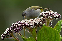 Olive white eye (Zosterops olivaceus) perched on flowerhead, feeding, Reunion.