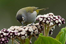 Olive white eye (Zosterops olivaceus) perched on flowerhead, feeding, Reunion.