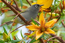 Olive white eye (Zosterops olivaceus) perched on branch among yellow flowers, Reunion.