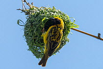 Village weaver (Ploceus cucullatus) male, perched at entrance to hanging nest, Reunion.