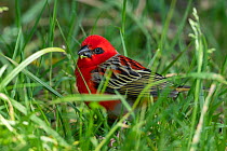 Madagascan red fody (Foudia madagascariensis) male, standing on grass, Reunion.