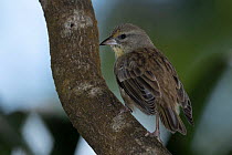 Rodrigues fody (Foudia flavicans) female, perched on branch, Rodrigues Island, Mauritius.
