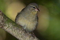 Rodrigues fody (Foudia flavicans) female, perched on branch, Rodrigues Island, Mauritius.