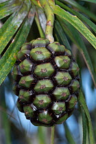 Rodrigues screwpine (Pandanus heterocarpus) fruit, Rodrigues Island, Mauritius.
