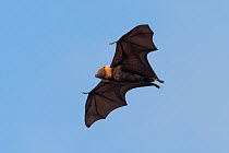 Rodrigues flying fox (Pteropus rodricensis) in flight, Rodrigues Island, Mauritius. Critically endangered.