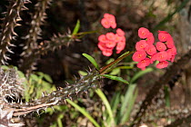 Crown of thorns (Euphorbia milii) in flower, Reunion.